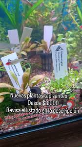 Image result for Eleocharis minuta