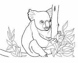 These animals live in the southeast of australia. Koala Pictures To Print Coloring Home