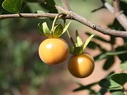 Image result for Diospyros inhacaensis
