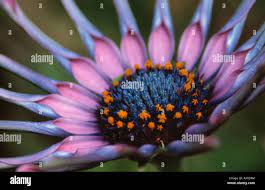 Osteospermum, Osteospermum 'Sunny sonsa', Purple, Osteospermum, Sunny, sonsa  Stock Photo - Alamy