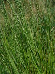 Image result for Anthephora pungens