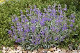 Pin On Xeriscape Colorado