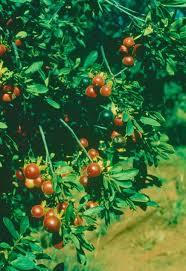 Image result for Diospyros lycioides