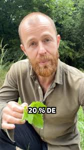 Cerfeuil des fous vs cerfeuil des bois