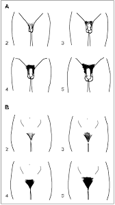 Mens Pubic Hair Design