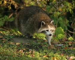 Raccoon Without The Mask Animals Raccoon Dogs