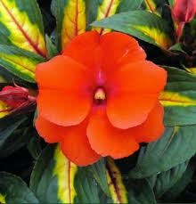 Image result for Impatiens burtonii