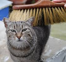 Kedi Bakimi Tarama Goz Dis Ve Tirnak Bakimi Petkulup Com