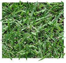 Zorro zoysia pod near me. Zoysia By The Piece Big Earth Supply