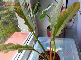 Philodendron Ring Of Fire Plant Leaves Plants Philodendron
