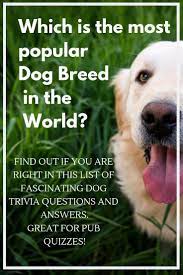 I hope you've done your brain exercises. Dog Trivia Questions And Answers Dog Quiz Breeds Facts Waggy Tales Trivia Questions And Answers Dog Quiz Pub Quizzes