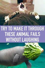 Try Looking At These Animal Fails Without Laughing Animal Fails Funny Animals Cute Funny Animals