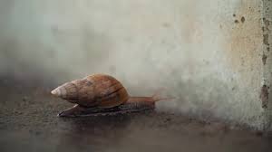 Is a snail a reptile. Reptile Snail Walking On White Stock Footage Video 100 Royalty Free 31774264 Shutterstock