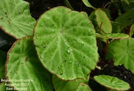 Image result for Begonia quadrialata