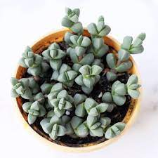 Ice Plant Corpuscularia Lehmannii In 2021 Ice Plant Succulents Plants