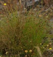 Image result for Ficinia