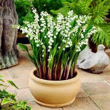 Doreen Lily Of The Valley Breck S