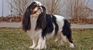 Check spelling or type a new query. Cavalier King Charles Spaniel Dog Breed Profile Petfinder
