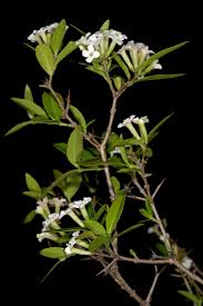 Image result for Carissa tetramera