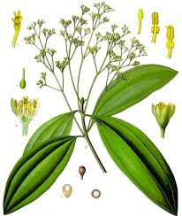 Dari kulit kayu manis (cinamomum burmannii blume), pada prosiding seminar nasional x kimia. Cinnamomum Cassia Wikipedia