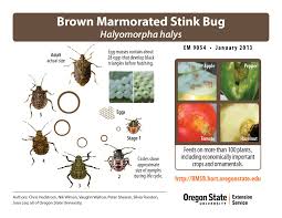 Brown Marmorated Stink Bug Brown Marmorated Stink Bug Stink Bugs Bugs