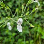 Image result for Hypoestes triflora