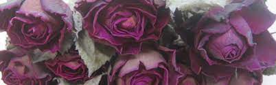 Gratis lieferung ab 49 €. Home Page Martins Dried Flowers Gift And Homewares
