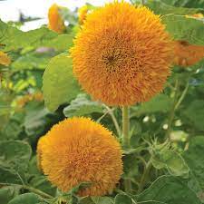 Learn how to grow and care for this popular dwarf cultivar now on gardener's path. Teddy Bear Sunflower Seed Savers Exchange
