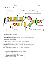 Dna replication and protein synthesis virtual lab sheet answer key : Copy Of Dna Replication Labeling 1 Studocu