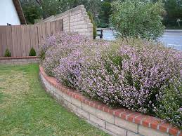Image Result For Pink Breath Of Heaven Backyard Plants Plants Bushes And Shrubs