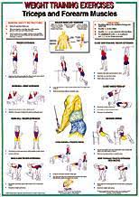 Free Muscle Building Workout Chart Muscle Work Out Chart
