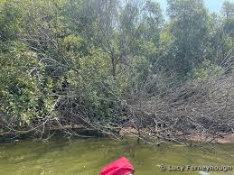 Image result for Cyphia lasiandra