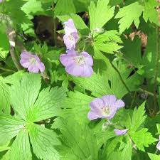 They add taste, color, and texture to every part of your meal. Weekly Weeder 22 Wild Geranium Wildcrafting Wednesday