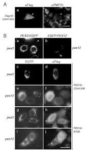 A kis kedvencek titkos élete 2. The Membrane Biogenesis Peroxin Pex16p Topogenesis And Functional Roles In Peroxisomal Membrane Assembly Sciencedirect