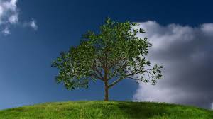 Check spelling or type a new query. Growing Tree With Timelapse Clouds Stock Video Video Of Progress Evolution 41367847