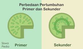 Maybe you would like to learn more about one of these? Perbedaan Pertumbuhan Primer Dan Sekunder Siswapedia