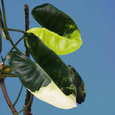 My Variegated Philodendron Burle Marx Is One Of My Most Prized Plants In The Apartment The Variegation Is So Unique As You Plants Philodendron Plant Leaves