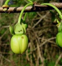 Image result for Cleistochlamys kirkii