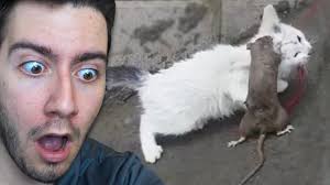 Kedi Vs Fare Kavgasi Turk Oyunu Youtube