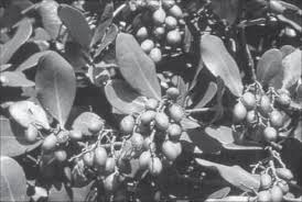 Image result for Corynocarpus