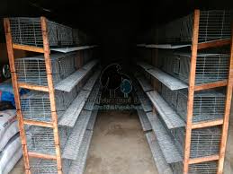 Sangkar burung besi juga bisa keropos jika tidak dirawat dengan baik. Menyediakan Kandang Burung Puyuh Dua Putra Quail Farm Sentra Bibit Puyuh Petelur
