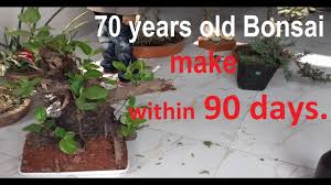 How to make a bonsai tree:in this video i am going to show you that how to make a bonsai step by step,it is a beginners tutorial on how to make a bonsai tree. How To Make No 1 World Class Bonsai By Using Branches Part 2 Bonsai Tree Indoor Bonsai Tree How To Grow Bonsai