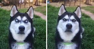 Owner Pretends To Throw Ball And Captures The Exact Moment Dog Realizes He Was Betrayed Bored Panda