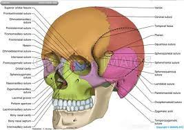 Skull Anatomical Illustrations Anatomy Bones Skull Anatomy Dental Anatomy