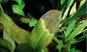 Check spelling or type a new query. Deficiency Symptoms