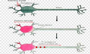 Check spelling or type a new query. Membrane Potential Png Images Pngwing