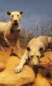 insan yiyen hayvanlar izle turkce altyazili dublaj belgesel dizi izle belgeselx com