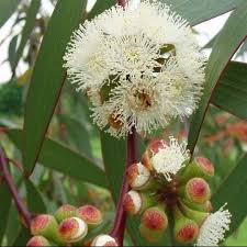 Image result for Eucalyptus camaldulensis