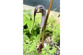 Arisaema is a large and diverse genus of the flowering plant family araceae. Arisaema Franchetianum Ds10