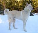 Canaan Dog Puppies For Sale - AKC PuppyFinder